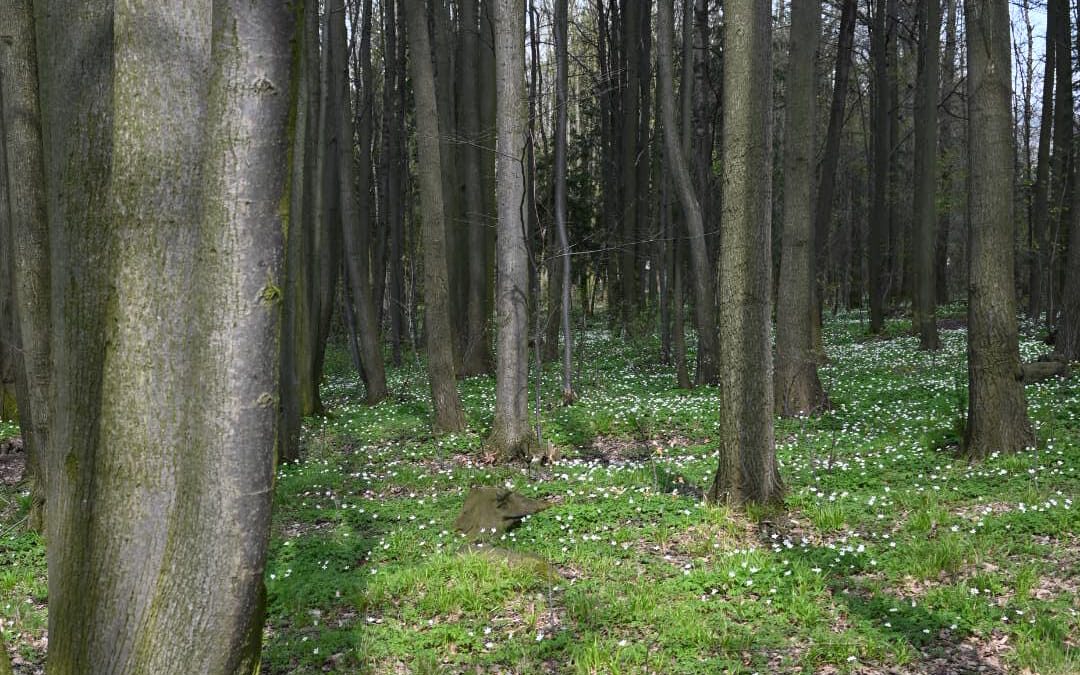 REKOSI Lauchhammer: Waldbaden tut Mensch und Seele gut
