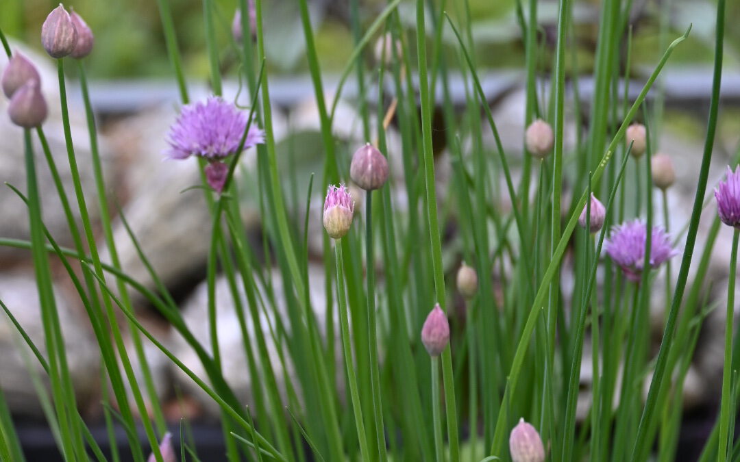 SEKIS Oberhavel: Kräuterführung am 14. Juni 2023 in Oranienburg-Eden